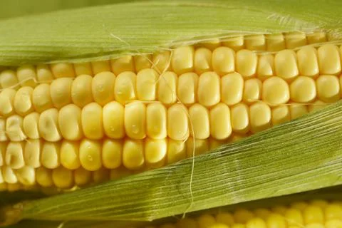 Corn cobs Stock Photos