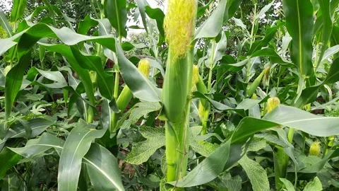 Corn cobs in the plant. Stock Footage 201507138