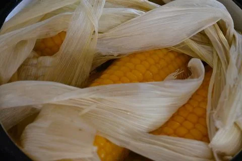 Corn cobs in a pot Stock-Fotos