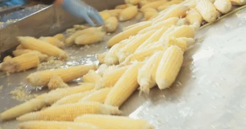 Corn cobs in a processing factory Stock Footage 78039155