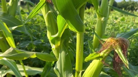 Corn cobs ripen in the field Stock Footage 247222166