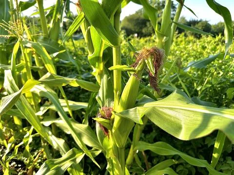 Corn cobs ripen in the field Stock Photos