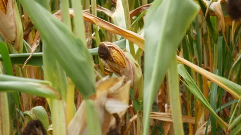 Corn cobs ripening in a cornfield in rural Portugal Stock Footage 248447424