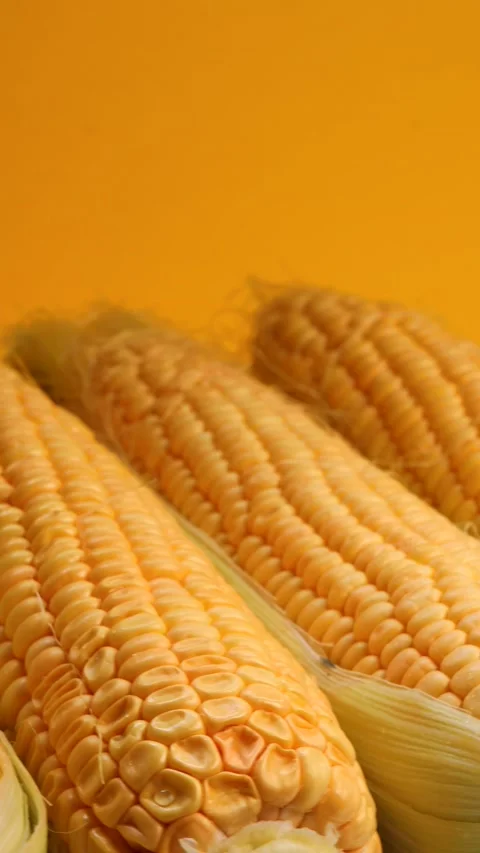 Corn cobs, rotation in circle. yellow fresh corn on the cob, Turning Stock Footage 283726614