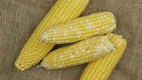 Corn cobs on sackcloth background. Harvest, healthy eating and gluten free Stock Footage 157382362