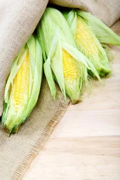 Corn cobs in sacking on a wooden table. Stock Photos