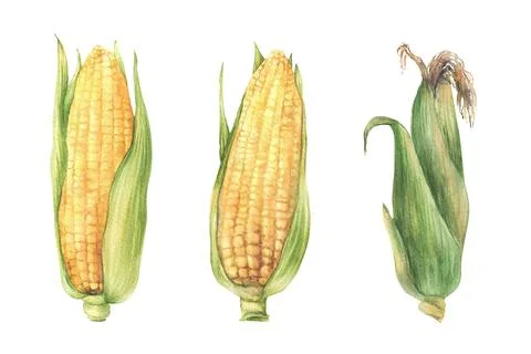 Corn Cobs set. Raw sweet maize with green leaves and husks. Watercolor painted Illustrazione stock