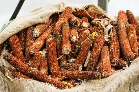 Corn cobs shelled of the corn Stock-Fotos