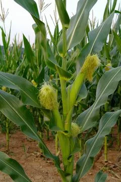 Corn cobs with silk on the stalk Stock Photos