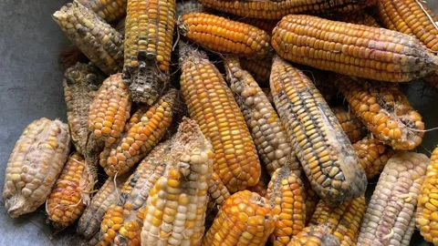 Corn Cobs Spoiled by Rain and Water | Wet and Damaged Maize Close-Up Vidéo 318395668