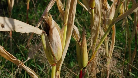 Corn cobs on stalks Stock Footage 328352716