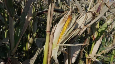 Corn cobs on stalks Video stock 328352735