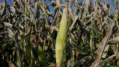 Corn cobs on stalks Stock Footage 328352802
