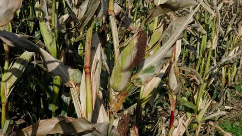 Corn cobs on stalks Stock Footage 328352837