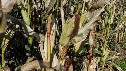 Corn cobs on stalks Stock Footage 328352852