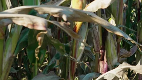 Corn cobs on stalks Stock Footage 328352943