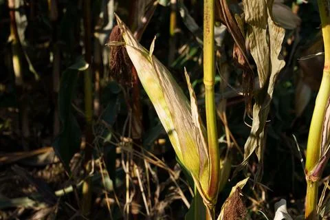 Corn cobs on stalks Fotos Stock