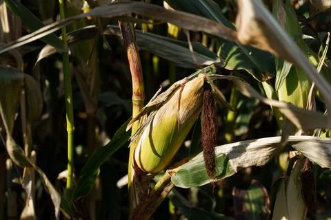 Corn cobs on stalks Fotos de archivo