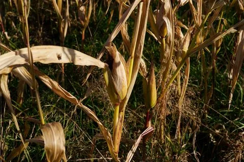 Corn cobs on stalks Stockfoto's