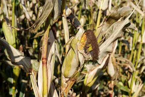 Corn cobs on stalks 库存照片
