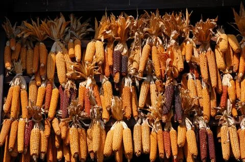 Corn cobs in the sun Stock Photos