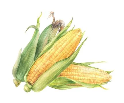 Corn Cobs. Sweet maize with green leaves and husks Watercolor vegetable harvest Stock Illustration