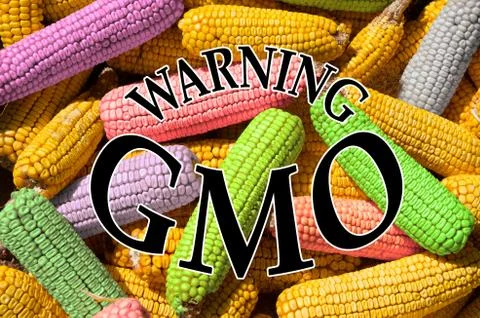 Corn cobs, symbolizing GMO Stock Photos