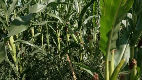 Corn cobs on a trunk growing on a large farm corn plantation Stock Footage 283265898