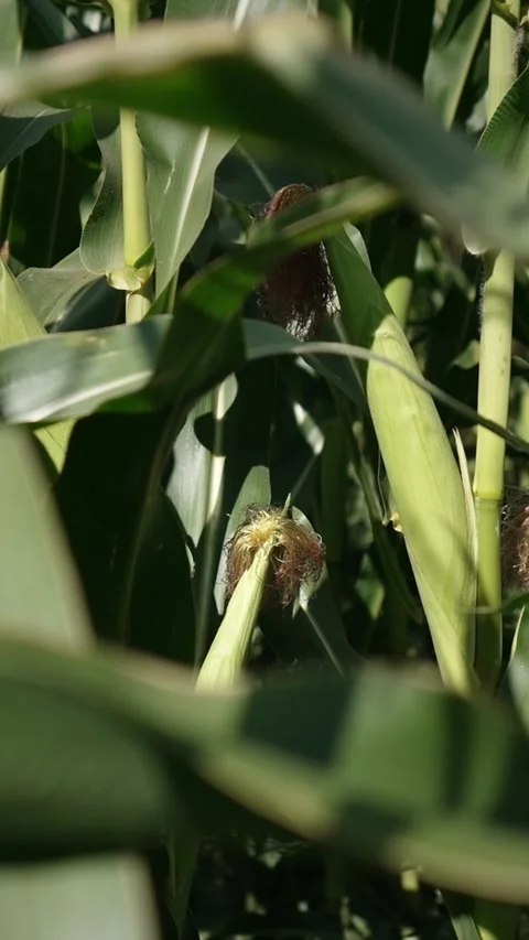 Corn cobs on a trunk growing on a large farm corn plantation. Vídeos de archivo 338338168