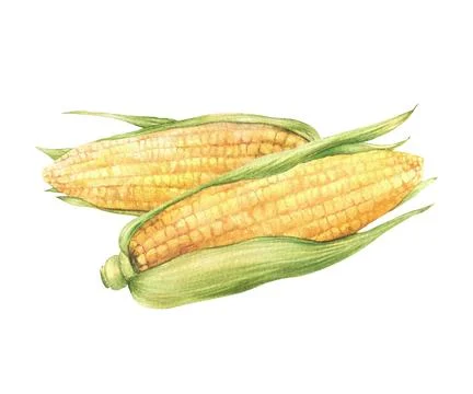 Corn Cobs. Two realistic food sweet Yellow maize. Watercolor hand painted food Stock Illustration