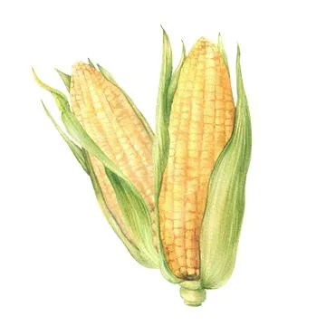 Corn Cobs. Two realistic food sweet Yellow maize. Watercolor hand painted food Stock Illustration