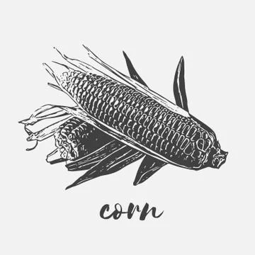 Corn cobs vegan Stock Illustration