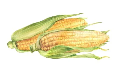 Corn Cobs. Watercolor hand drawn sweet golden maize cob. Harvest of farm grain Illustrazione stock
