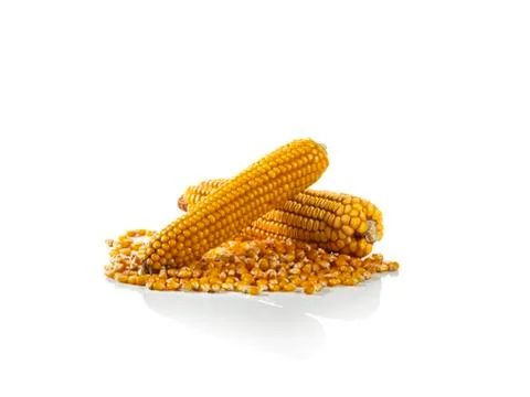 Corn cobs on white background Stock Photos