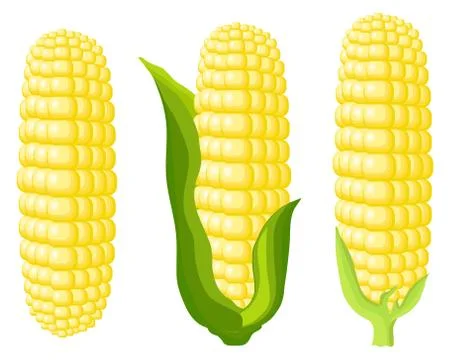 Corn cobs on white background. Vector Illustration set Illustrazione stock