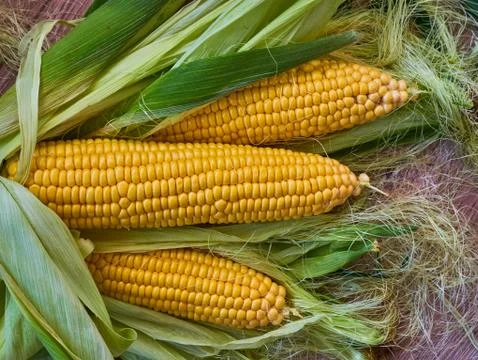 Corn cobs on a wooden background. without gluten. Gluten-free concept. Foto stock