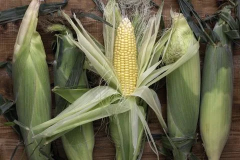 Corn on cobs on wooden table.Top view. Stock Photos