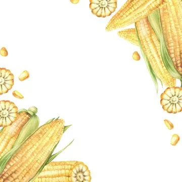 Corn cobs. Yellow sweet cut, whole maize cob and kernel square frame. Watercolor Illustrazione stock