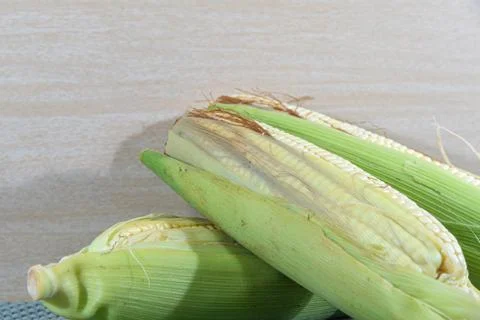 Corn cobs (Zea mays) collected and processed for cooking Stock Photos