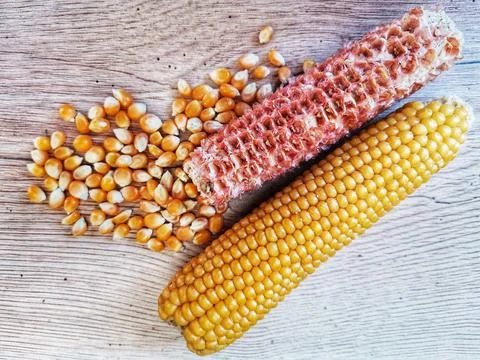 Corn cocoon and dried corn kernels scattered around it. Stock Photos
