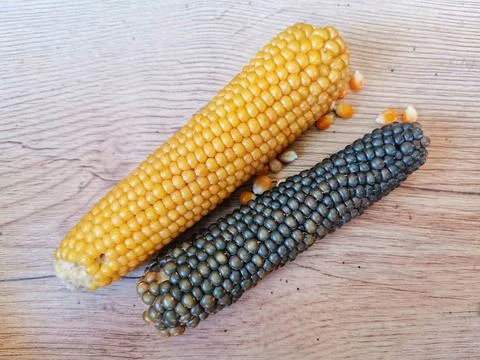 Corn cocoon and dried corn kernels scattered around it. Stock Photos