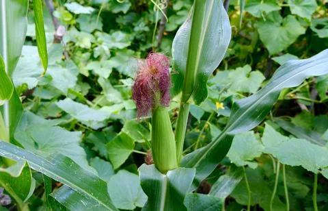 Corn cocoon. Stock Photos