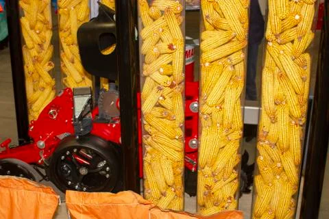 Corn collected from the field using a machine. Stock Photos