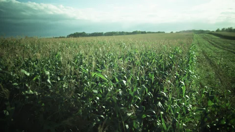 Corn Collecting Combine Machine on Farm Meadow Stock Footage 157016464