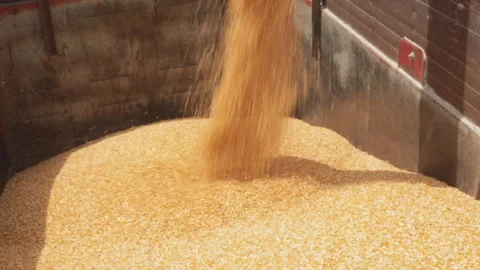 CORN COLLECTION WITH TRACTOR Stock Footage 306696682