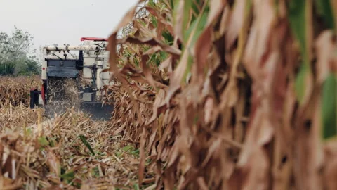 Corn combine harvester Video stock 304314908