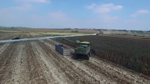 Corn combine pouring to a truck Video stock 79110313