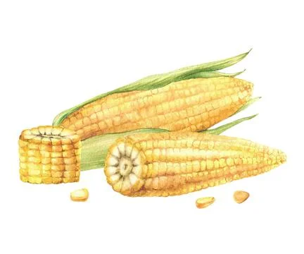 Corn composition. Yellow sweet cut and whole maize cob, kernel of corn Stock-Illustration