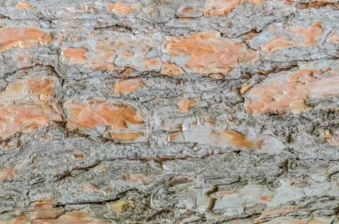 CORN OF THE CONVEYED PINE TREE Stock Photos