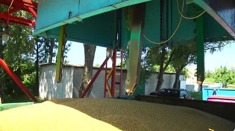 Corn is on the conveyer . Elevator Stock-Footage 61127190